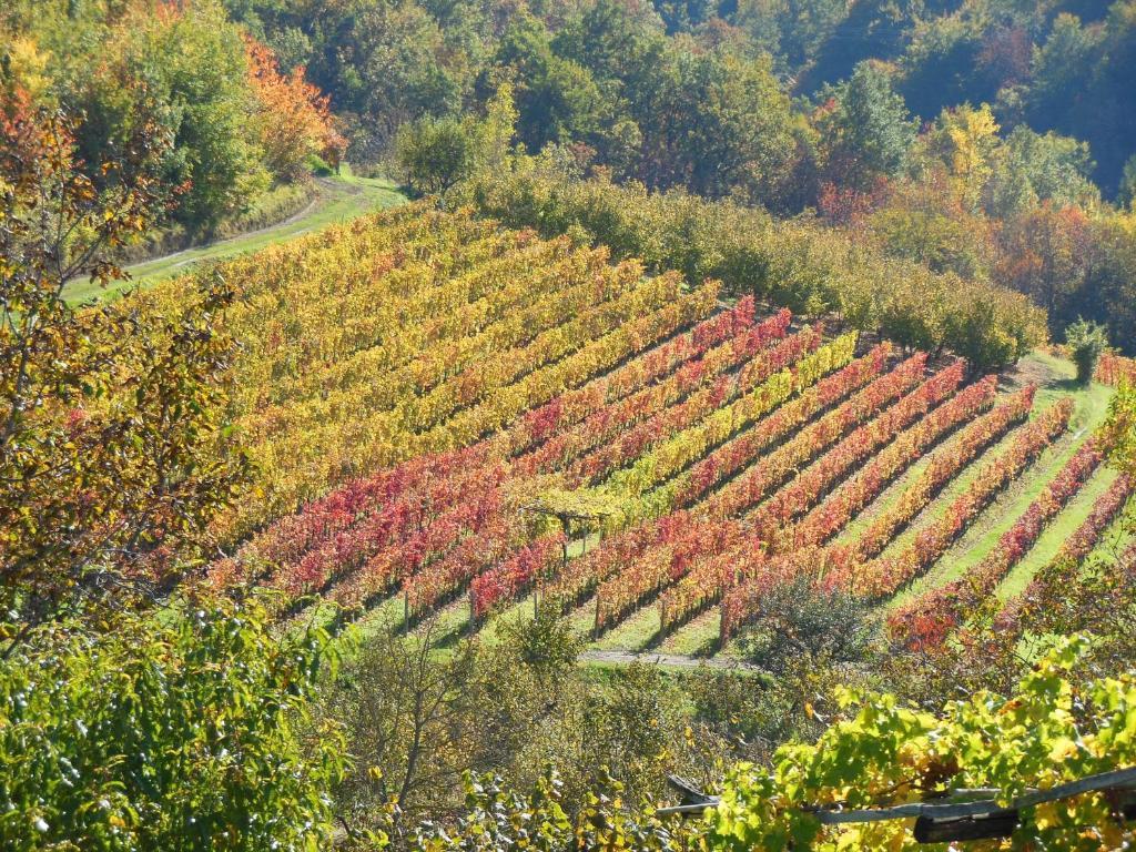 Agriturismo Affittacamere Barbarossa Dogliani Eksteriør billede